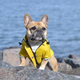 Ellie Dog Yellow Zip-Up Dog Raincoat | $50 | Amazon